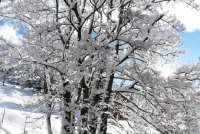 Arbres sous laneige